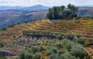 vineyards, Douro Valley, Portugal vineyards, Douro Valley, Portugal
